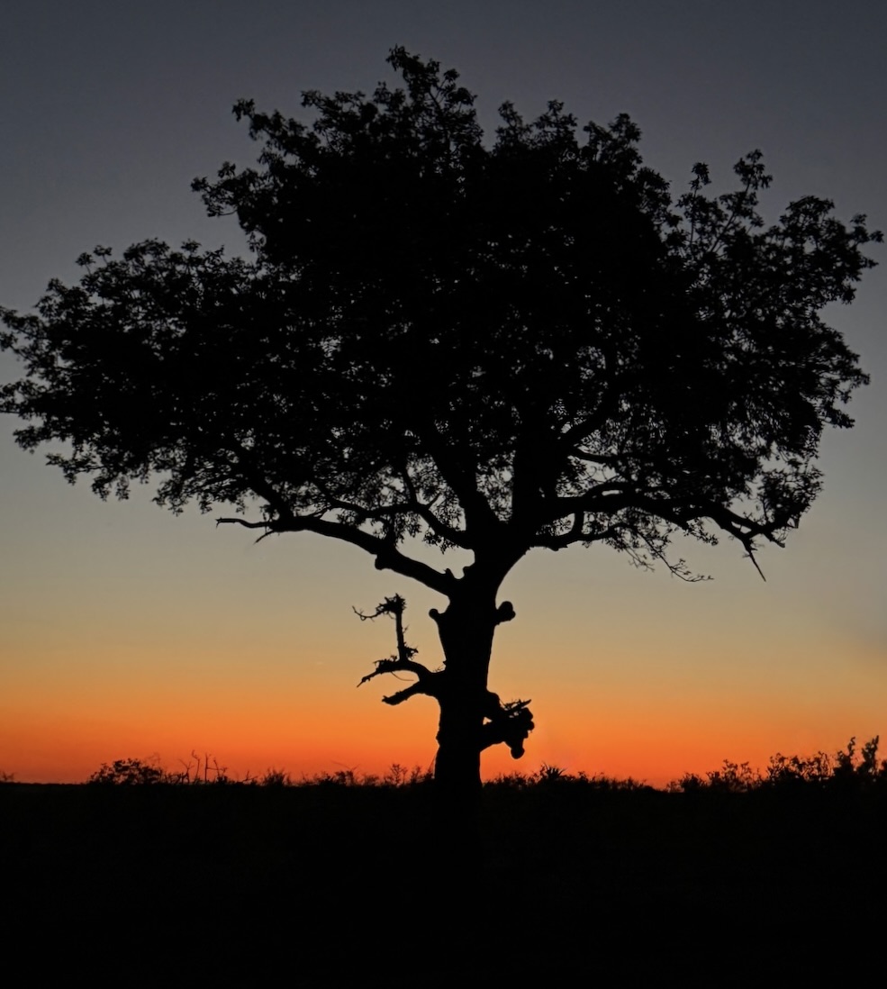 White Ginger Sunset Silhouette Nature   Botanical   Class A 20260225